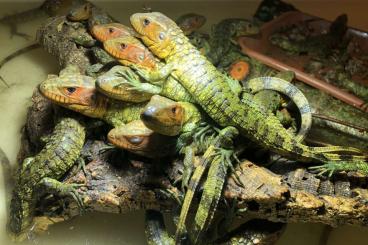 Lizards kaufen und verkaufen Photo: Dracaena guianensis, Podocnemis unifilis Lizards kaufen und verkaufen Photo: Dracaena guianensis, Podocnemis unifilis