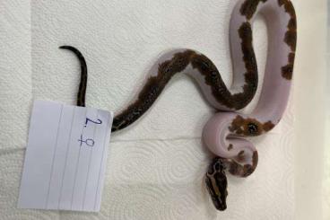 Pythons kaufen und verkaufen Foto: Python bivittatus-pied, albino pied, hypochampage