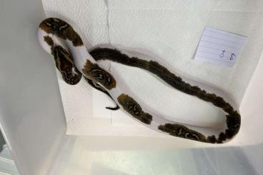 Schlangen kaufen und verkaufen Foto: Python bivittatus, Dracaena guianensis