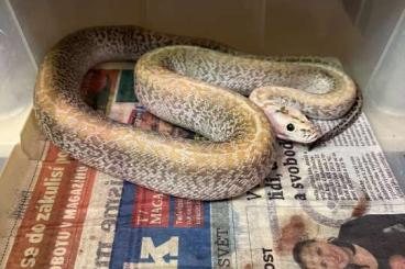 Pythons kaufen und verkaufen Photo: Python bivittatus, Dracaena guianensis 