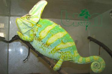 Chamäleons kaufen und verkaufen Foto: Chamaeleo calyptratus (Veiled chameleon) 