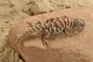 Lizards kaufen und verkaufen Photo: Uroplatus, Uromastyx, Eublepharis, Correlophus, Tiliqua