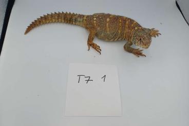 Echsen  kaufen und verkaufen Foto: Ornate spiny-tailed lizard (Uromastyx ornata)