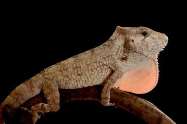Echsen  kaufen und verkaufen Foto: Cuban false chameleon (Chamaeleolis porcus)