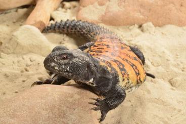 Echsen  kaufen und verkaufen Foto: Red-banded spiny-tailed lizard (Uromastyx dispar flavifasciata)