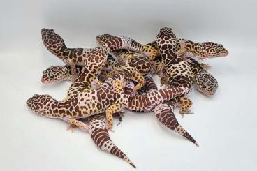 Echsen  kaufen und verkaufen Foto: East Indian leopard gecko (Eublepharis hardwickii)