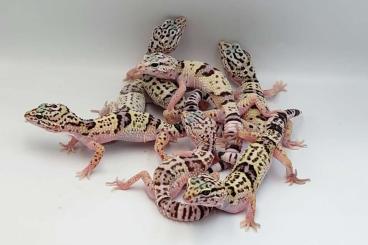 Echsen  kaufen und verkaufen Foto:  Iranian leopard gecko (Eublepharis angramainyu)