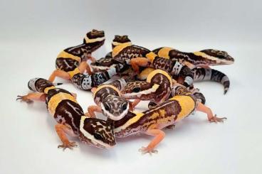 Echsen  kaufen und verkaufen Foto: East Indian leopard gecko (Eublepharis hardwickii)