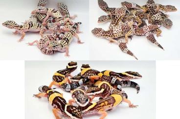 Geckos kaufen und verkaufen Foto: Leopard geckos (Eublepharis angramainyu, fuscus, hardwickii)