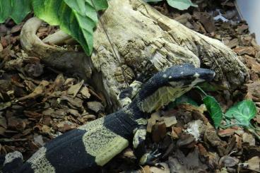 Lizards kaufen und verkaufen Photo: We are looking for Varanus varius, Ouroborus cataphractus