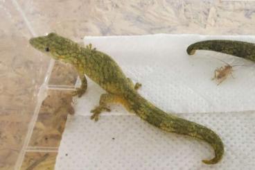 Lizards kaufen und verkaufen Photo: We are looking for Eurydactylodes occipitalis, vieillardi, symmetricus