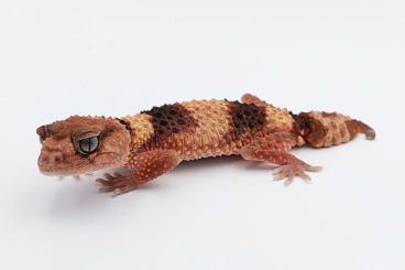 Lizards kaufen und verkaufen Photo: We are looking for Nephrurus cinctus