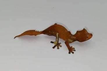 Lizards kaufen und verkaufen Photo: Uroplatus, Uromastyx, Eublepharis, Correlophus, Tiliqua