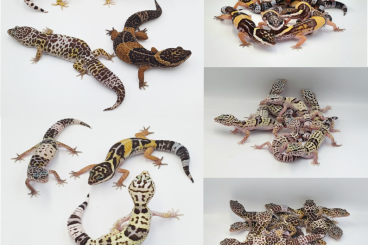 Lizards kaufen und verkaufen Photo: Uromastyx, Uroplatus, Corellophus, Eublepharis, Tiliqua 