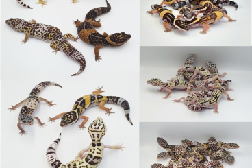 Echsen  kaufen und verkaufen Foto: Uromastyx, Uroplatus, Corellophus, Eublepharis, Tiliqua 