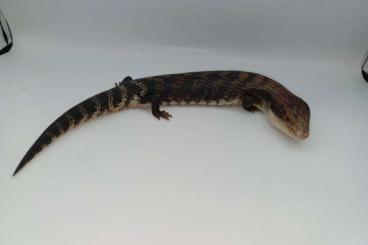 Lizards kaufen und verkaufen Photo: Tiliqua, Uromastyx, Uroplatus, Corellophus, Eublepharis