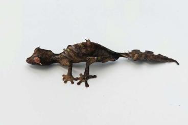 Lizards kaufen und verkaufen Photo: Uromastyx, Uroplatus, Chamaeleolis, Nephrurus, Tiliqua 