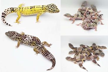 Geckos kaufen und verkaufen Foto: Eublepharis angramainy (Ilam province), Eublepharis fuscus