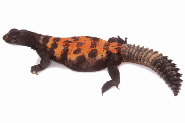 Echsen  kaufen und verkaufen Foto: Uromastyx ornata,  Uromastyx dispar flavifasciata