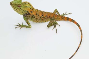 Lizards kaufen und verkaufen Photo: Gonocephalus doriae, Chamaeleolis porcus