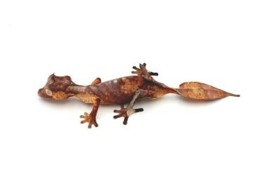 Geckos kaufen und verkaufen Photo: Uroplatus spp.: fimbriatus, henkeli, phantasticus, sameiti, sikorae
