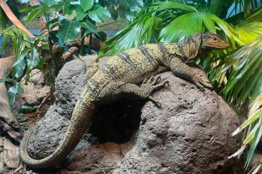 Warane kaufen und verkaufen Foto: Looking for Varanus olivaceus