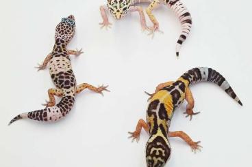 Geckos kaufen und verkaufen Foto: Uromastyx, Uroplatus, Eublepharis, Egernia
