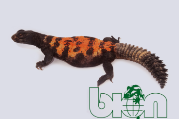 Agama kaufen und verkaufen Photo: Uromastyx ornata, Uromastyx dispar flavifasciata