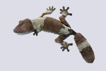 Geckos kaufen und verkaufen Photo: Uroplatus species for Hamm