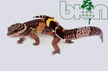 Lizards kaufen und verkaufen Photo: Eublepharis species for Hamm