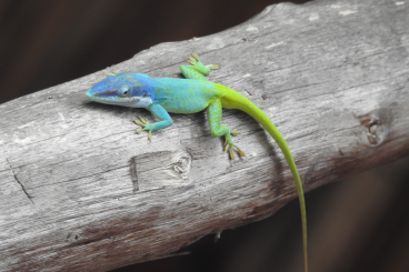 other lizards kaufen und verkaufen Photo: Looking for Anolis species 