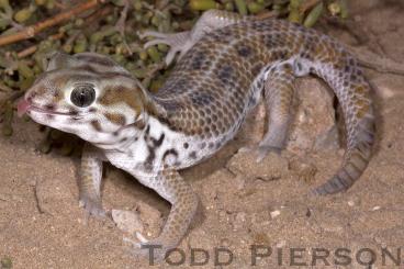 Geckos kaufen und verkaufen Foto: Looking for Teratoscincus keyserlingii