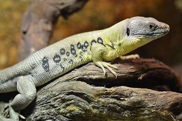 Lizards kaufen und verkaufen Photo: Looking for Timon kurdistanicus and Timon princeps Lizards kaufen und verkaufen Photo: Looking for Timon kurdistanicus and Timon princeps