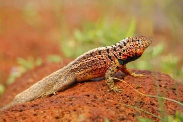 andere Echsen kaufen und verkaufen Foto: Looking for Microlophus albemarlensis