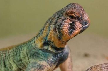 Agama kaufen und verkaufen Photo: Looking for Uromastyx thomasi and Uromastyx dispar (Yellow banded) 