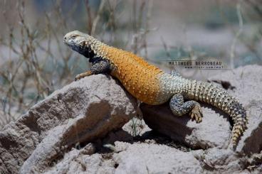 Agama kaufen und verkaufen Photo: Looking for Saara loricata s for Hamm 