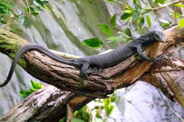 Monitor lizards kaufen und verkaufen Photo: Looking for Varanus species for Hamm 