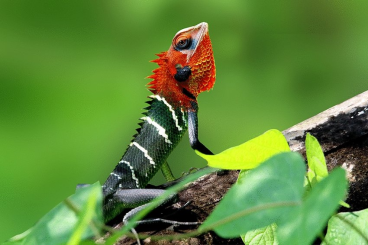 Agamen kaufen und verkaufen Foto: Looking for Calotes and Polychrus