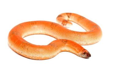 Boas kaufen und verkaufen Foto: Looking for Indian Sand Boa (Eryx johnii) 