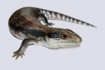 Skinke kaufen und verkaufen Foto: Skink species for Hamm Reptile Show