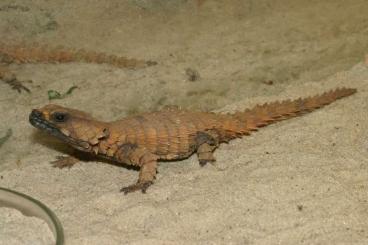 andere Echsen kaufen und verkaufen Foto: Looking for Ouroborus cataphractus for Hamm 