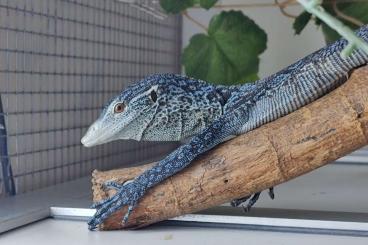 Lizards kaufen und verkaufen Photo: We are looking for Varanus macraei Lizards kaufen und verkaufen Photo: We are looking for Varanus macraei