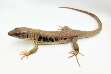 Lizards kaufen und verkaufen Photo: We are looking for Timon princeps