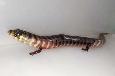 Lizards kaufen und verkaufen Photo: We are looking for The Brazilian galliwasp Diploglossus lessonae