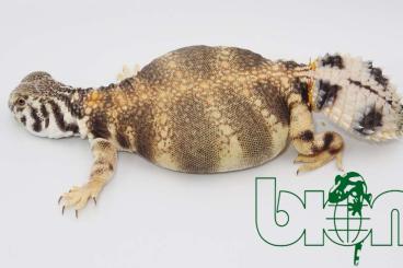 Agamen kaufen und verkaufen Foto: Looking for Uromastyx princeps, thomasi and dispar flavifasciata