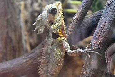 Agamen kaufen und verkaufen Foto: Looking for Chlamydosaurus, Ctenophorus, Lophosaurus  