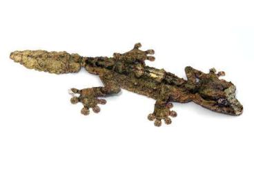 other lizards kaufen und verkaufen Photo: Looking for Uroplatus sp. other lizards kaufen und verkaufen Photo: Looking for Uroplatus sp.