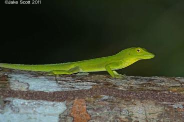 other lizards kaufen und verkaufen Photo: Looking for Anolis species other lizards kaufen und verkaufen Photo: Looking for Anolis species