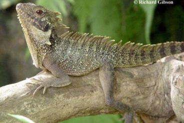 Agama kaufen und verkaufen Photo: Looking for Chlamydosaurus, Lophosaurus, Uromastyx Agama kaufen und verkaufen Photo: Looking for Chlamydosaurus, Lophosaurus, Uromastyx