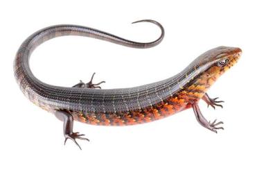 Skinks kaufen und verkaufen Photo: Looking for Diploglossus lessonae and Diploglossus monotropis Skinks kaufen und verkaufen Photo: Looking for Diploglossus lessonae and Diploglossus monotropis